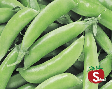 Super Sugar Snap Pea Seeds